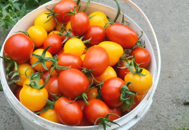 kırmızı ve sarı domatesler