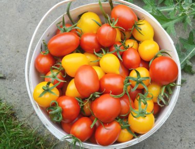 Kova kırmızı ve sarı domates