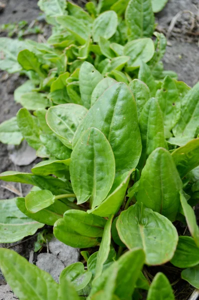 Spinach growing in the garden — Stock Photo, Image