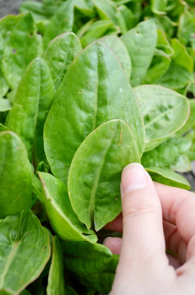 Main humaine et épinards dans le jardin — Photo