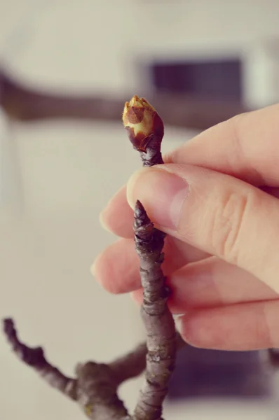 Mano femenina tocando el brote — Foto de Stock