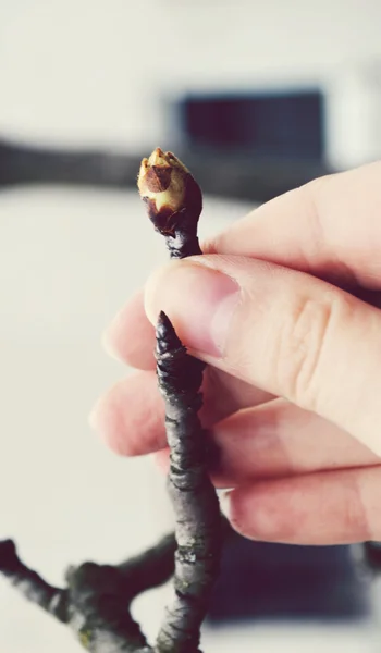 Mano femenina tocando el brote — Foto de Stock