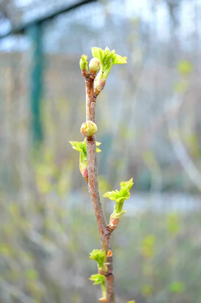 Bright green young sprout — Stock Photo, Image