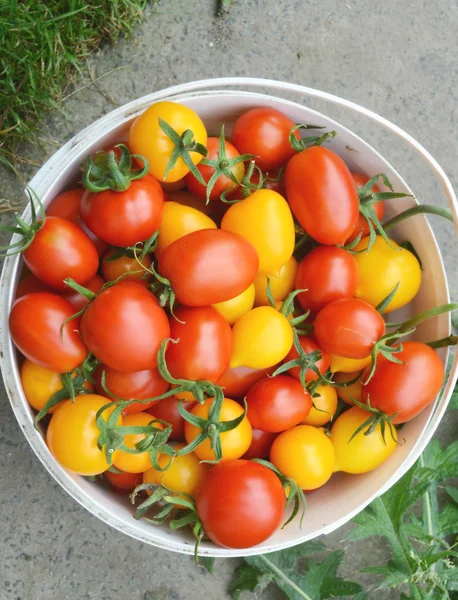 Red and yellow tomatoes in the bucket — Stock Photo, Image