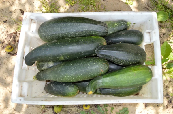 Taze sağlıklı yeşil kabak