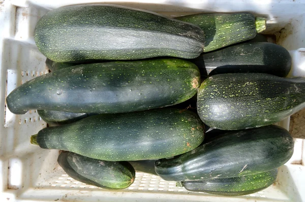 Taze sağlıklı yeşil kabak