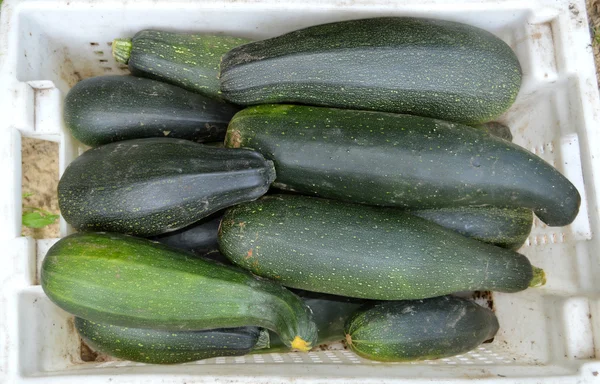 Fresh healthy green zucchini