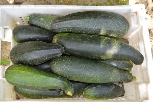 Fresh healthy green zucchini