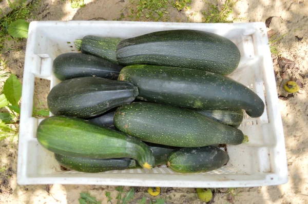 Taze sağlıklı yeşil kabak