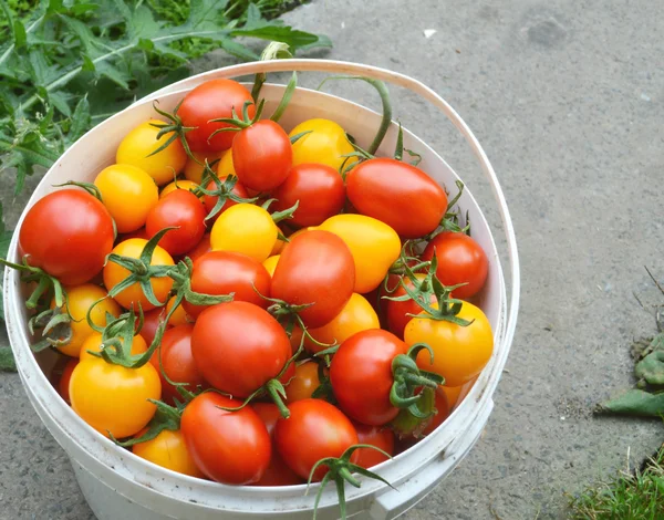 Красные и желтые помидоры — стоковое фото