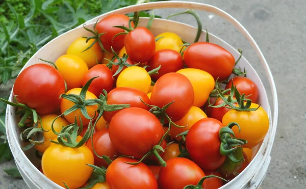 Röda och gula tomater — Stockfoto