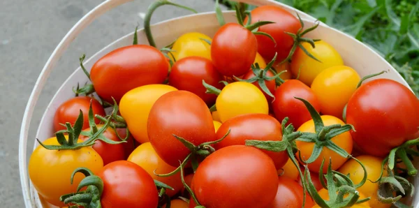 빨강 과 노랑 토마토 — 스톡 사진