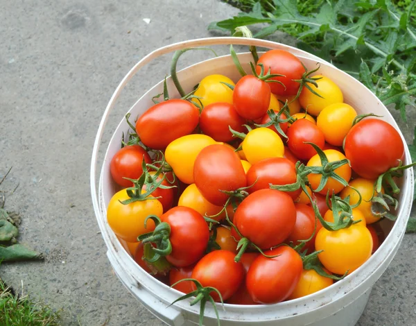 Rode en gele tomaten — Stockfoto