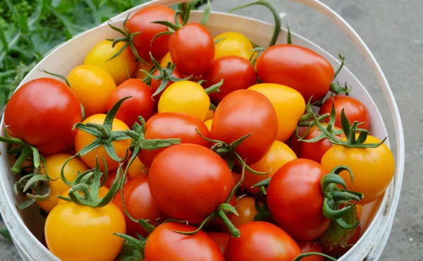 Red and yellow tomatoes — Stock Photo, Image