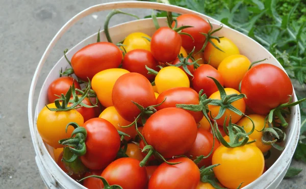 Red and yellow tomatoes in the bucket — Stock Photo, Image