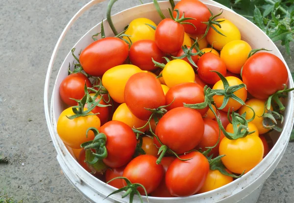 Červená a žlutá rajčata v kbelíku — Stock fotografie