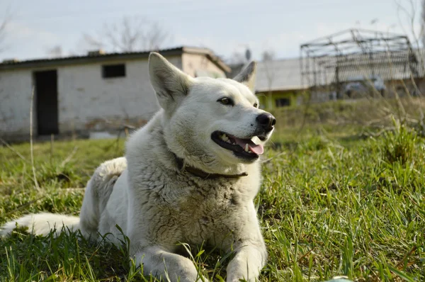 Dog laying on grass — Stock Photo, Image