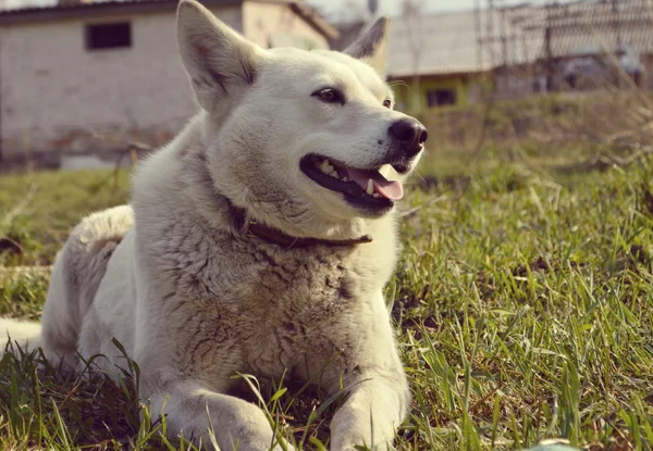 Dog laying on grass — Stock Photo, Image