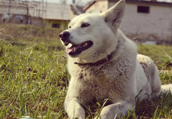 Dog laying on grass — Stock Photo, Image