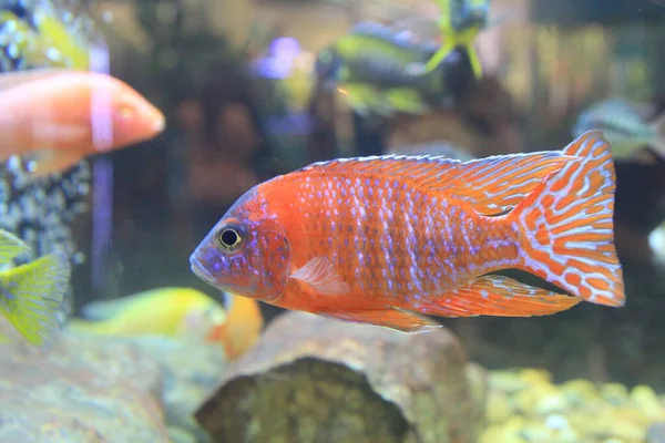 Fancy Species Tilapia Fish — Stock Photo, Image