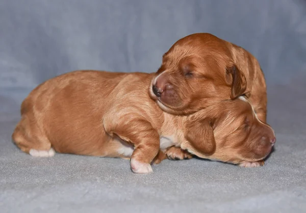 Cuccioli Cacapoo Dorati Una Settimana — Foto Stock