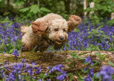 Mutlu altın kakaolar Baharda BlueBell ormanında bir kütüğün üzerinden atlarken.