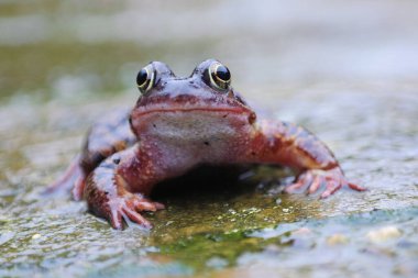 Islak bir kaldırım taşında ıslak yağmurda mutlu küçük bahçe kurbağası.