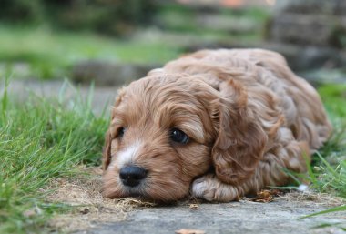 Şirin kırmızı kakaolu köpek yavrusu bahçede yatar ve düşünür