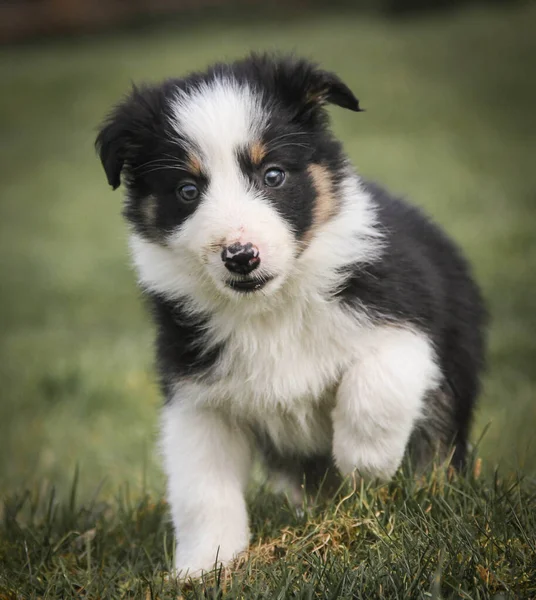Curioso giovane bordo bianco e nero collie cucciolo a piedi verso la fotocamera — Foto Stock