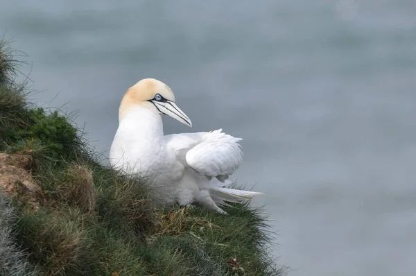 Gannet in the cliffs looking out to sea — Stock Photo, Image