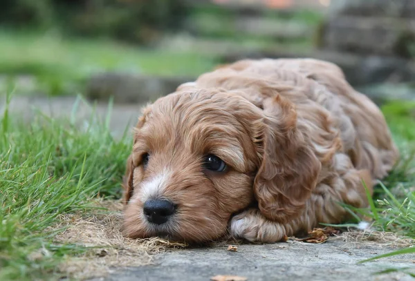Carino cucciolo di cockapoo rosso dorato sdraiato in giardino pensando — Foto Stock