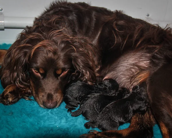 Contenuto marrone lavoro cocker spaniel con tre neonati cuccioli — Foto Stock