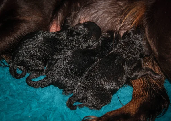 Tre cuccioli neonati neri che si nutrono della loro madre marrone — Foto Stock