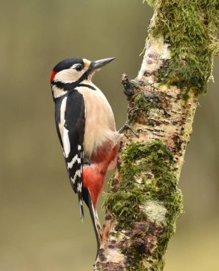 Daha büyük lekeli ağaçkakan yosunlu gümüş huş ağacında