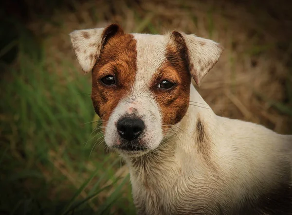 Ritratto di un jack russel terrier marrone e bianco — Foto Stock