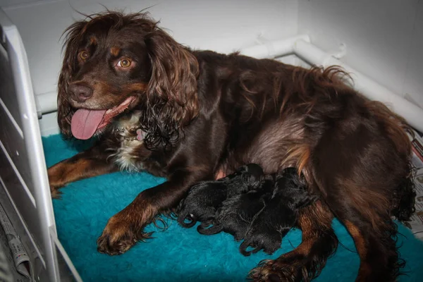 Cocker spaniel di lavoro con cuccioli appena nati che si nutrono — Foto Stock