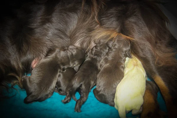Quattro cuccioli bruni e un neonato bianco che allattano — Foto Stock