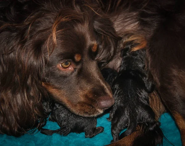 Working cocker spaniel bitch looking at her newborn puppies — Foto Stock