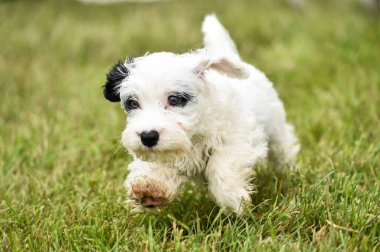 CuteSealyham terrier puppy playing in the grass in summer clipart