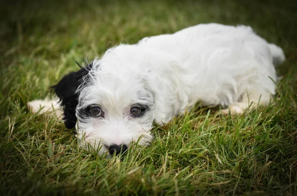 Allevamento Pericolo Sealyham Terrier Cucciolo Sdraiato Nell Erba — Foto Stock
