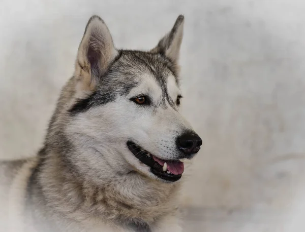 Головной Портрет Собаки Стоящей Прямо Сером Фоне — стоковое фото