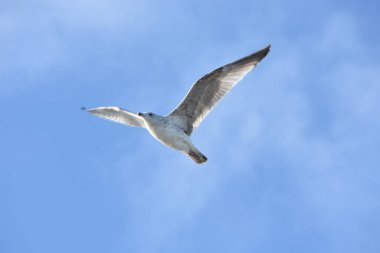 Fransız gökyüzündeki bir martının fotoğrafı.