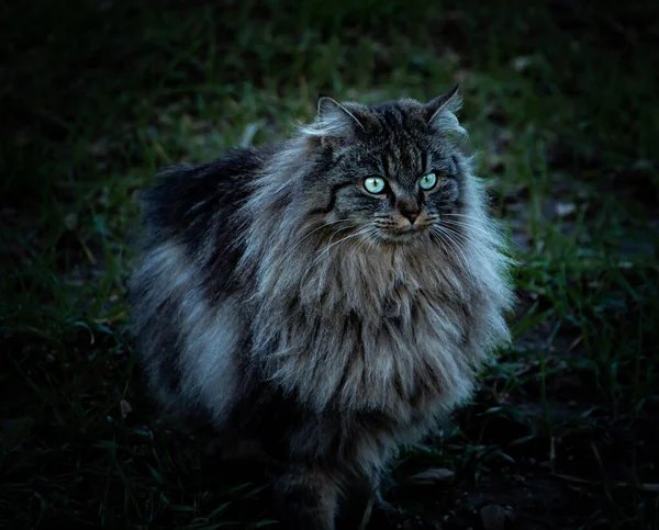 Vacker Katt Franska Bretagne — Stockfoto