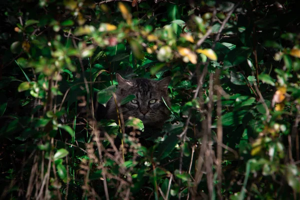 Belo Gato Sul França Jogar Esconder Procurar — Fotografia de Stock