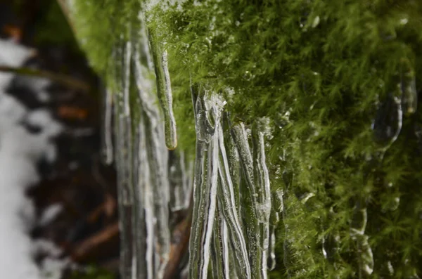 Stalactites Pierre Avec Mousse Beaucoup Neige Paysages Hivernaux Humides — Photo