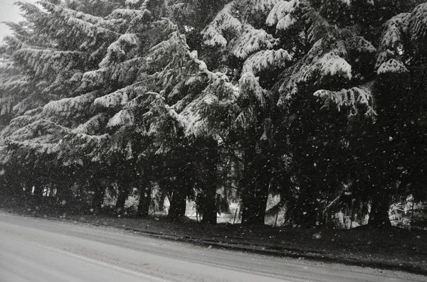 Sneeuwstorm Weg Het Bos Buurt Van Stad Bariloche — Stockfoto