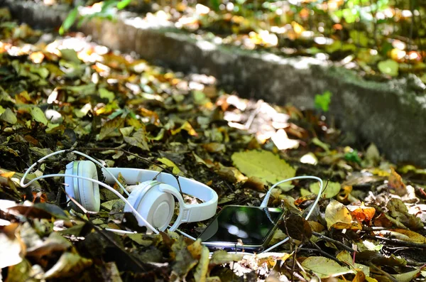 Música Para Los Oídos Naturaleza Para Alma —  Fotos de Stock