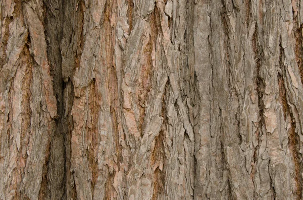 Přírodní Hnědé Borové Dřevo Textury Pozadí — Stock fotografie