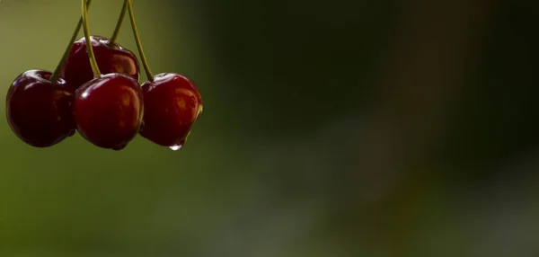 Deux Délicieuses Cerises Fraîches Suspendues Avec Espace Libre — Photo