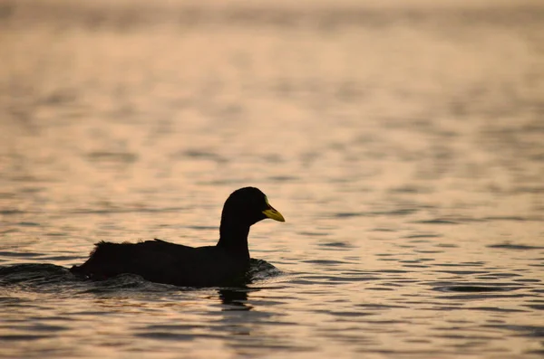 Patagônia Pato Mergulho Preto Nadando Lago Gutierrez — Fotografia de Stock